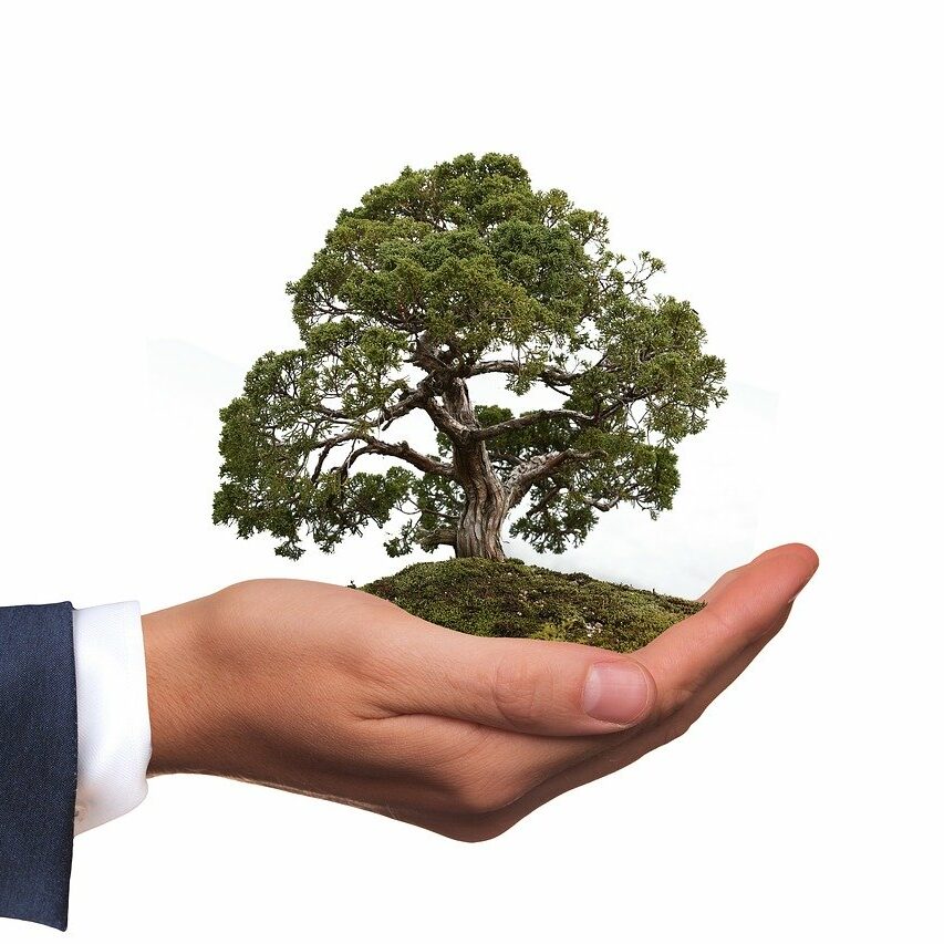 environment, tree, nature
